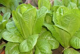 LATTUGA ROMANA VERDE DEGLI ORTOLANI NR.1000 SEMI